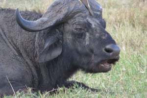 Nairobi national park: Sunrise and Sunset Tours