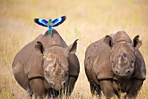 Nairobi: Ol-Pejeta-Reservat – Tagestour mit Pirschfahrten