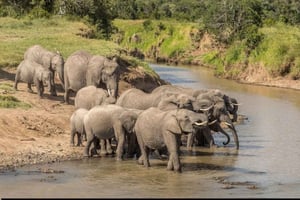 ナイロビ：オル・ペジェタ自然保護区でサファリ（1泊）