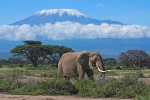 Nairobi: Safaritur med overnatning til Amboseli Nationalpark