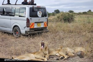 Nairobi Park Safari, Sheldricks børnehjem og giraffecenter