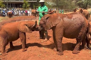 Nairobi: Sheldrick Elephant Orphanage and Giraffe Center