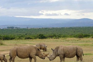 Nairobi: Solio Ranch neshorn-safari med guide