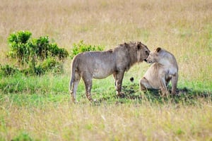 ナイロビ発：ツァボ西部国立公園日帰りサファリツアー