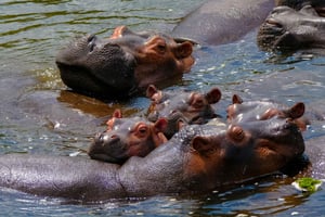 Naivasha: Bådtur og guidet tur til Crescent Island
