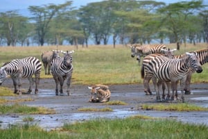 Nakuru National Park Day Trip