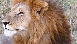 Natural World Mombasa Safaris