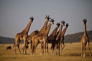 Ngorongoro Crater Day Trip