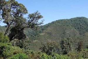 Nyandarua: Klangbad und Wanderung im Kipipiri-Bambuswald