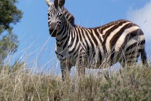 Nyeri: safari in Aberdare National Park met gids