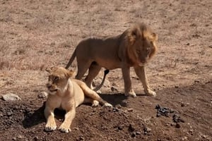 Overnachtingssafari naar Tsavo East vanuit Mombasa / Diani Beach