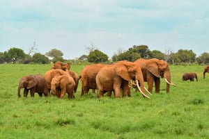 Safari con pernottamento al Parco Nazionale dello Tsavo Est da Mombasa