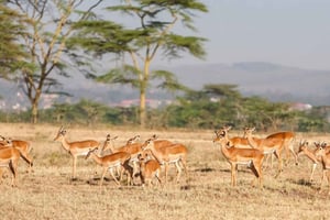 Pernottamento a Tsavo Est da Mombasa/Diani