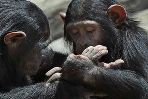 Overnattingstur til Mount Kenya og Olpejeta Conservancy