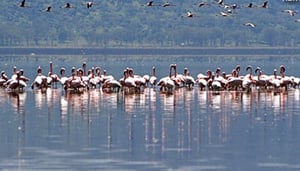 PinkLakeMan's Eco-Lodge