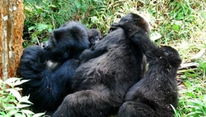 Primate World Safaris