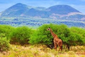Privat dagstur till Tsavo East nationalpark