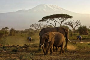 Tour particular ao Parque Nacional de Amboseli