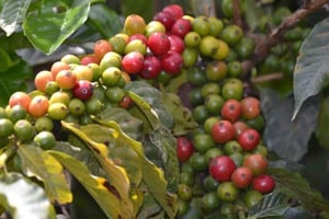 Visita privada à Quinta de Café Fairview em Nairobi com transporte