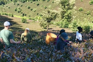 Purple Tea Farm Tour from Nairobi - Explore Gatura Greens