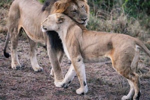 3Dias Reserva Nacional de Samburu: Imersão na Cultura e Vida Selvagem