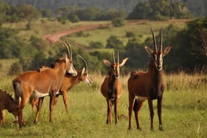 Dagtrip naar Shimba Hills Reserve: vanuit Mombasa en Diani