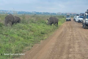 Siluetti ja safari: Nairobin kansallispuiston Big Five -seikkailu