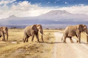 Safari til Amboseli i liten gruppe