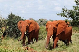 Taita-Taveta: safari nel Parco nazionale dello Tsavo Est con guida
