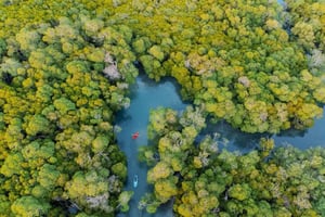 Река Тана: каякинг в мангровых зарослях дельты