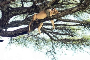 Tarangire: jednodniowe safari w Parku Narodowym Tarangire z dziką przyrodą
