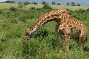 TOUR-L NAIVASHA/HELL'S GATE, CRESCENT ISLAND & GEOTHERMAL SPA