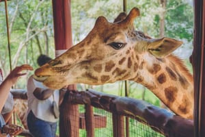 Visita ao Centro das Girafas a partir de Nairobi