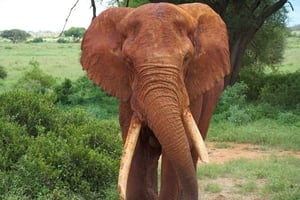 Safari de 2 dias em Tsavo East com passeio noturno