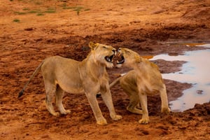 Da Mombasa/Mtwapa/Diani/Tiwi: Safari di un giorno intero nello Tsavo Est
