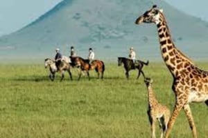 Tsavo West: Chyulu Hills Reitsafari