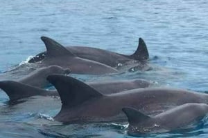 Wasini:, Nuotare con i delfini