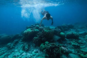 Watamu: Dolphin Watching and Snorkeling Boat Tour