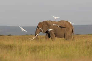 ワタムまたはマリンディ発：ツァボ東部国立公園1日サファリツアー