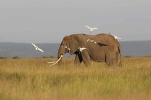 ワタムまたはマリンディ発：ツァボ東部国立公園1日サファリツアー