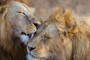 Djurliv och natursköna underverk: 8-dagars safari i Kenya i 4x4 jeep