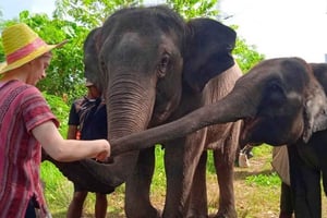 From Phuket: Ethical Elephant Interactive Trek and Tour