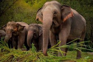 Koh Samui: Ethical Elephant Sanctuary Tour with Buffet Lunch