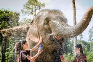 Koh Samui: Ruokinta ja suihku elefanttien kanssa -elämys