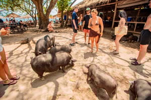 Koh Samui: Pig Island Day Tour by Speedboat