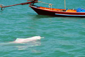Passeio turístico com golfinhos cor-de-rosa e mergulho com snorkel em Koh Samui