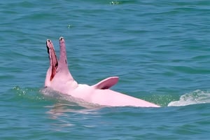 Из Самуи: экскурсия на лодке с розовыми дельфинами в Кханом с обедом