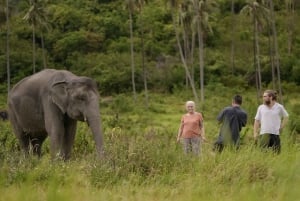 Ko Samui : culture de la noix de coco et éléphants, un voyage durable