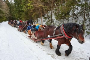 Horse Sleigh 2-3h Ride with Hot Springs or Zakopane Combos