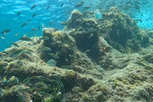 Lanzarote : votre première expérience de plongée sous-marine